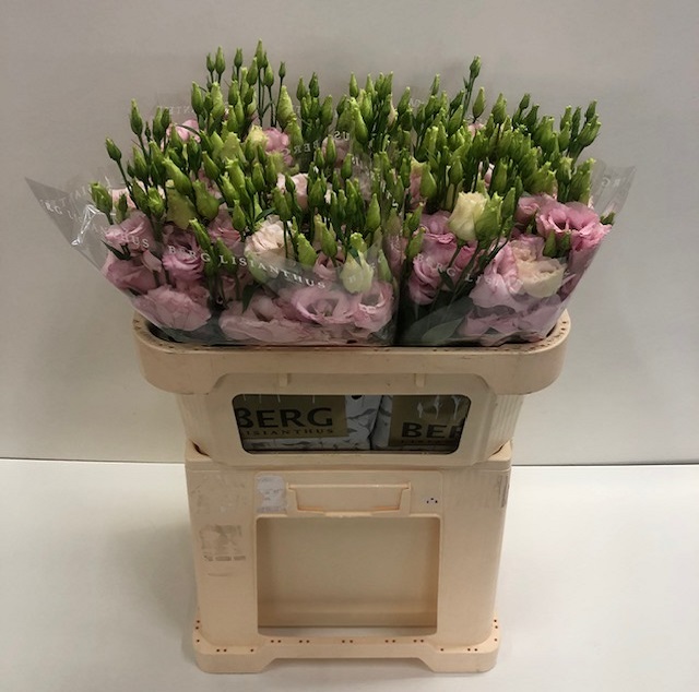 Lisianthus du lisanne light p.jpg